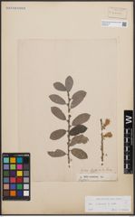 Foto von Salix cinerea L.
